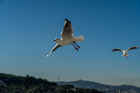 closeup of a seagull at Barcelona waterfront, catalonia, spainの写真素材