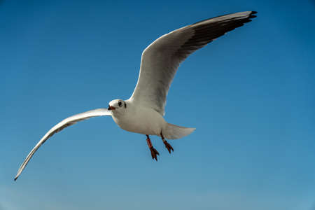 closeup of a seagull at Barcelona waterfront, catalonia, spainの写真素材
