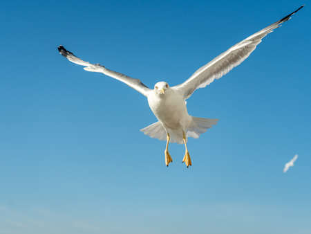 closeup of a seagull at Barcelona waterfront, catalonia, spainの写真素材