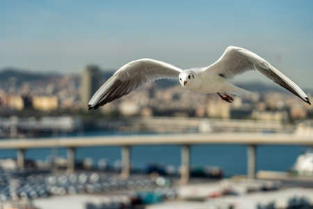 closeup of a seagull at Barcelona waterfront, catalonia, spainの写真素材