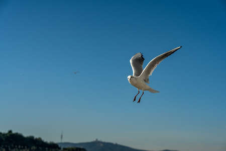 closeup of a seagull at Barcelona waterfront, catalonia, spainの写真素材