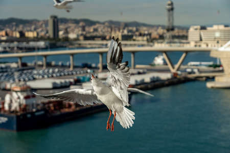 closeup of a seagull at Barcelona waterfront, catalonia, spainの写真素材