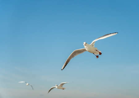 closeup of a seagull at Barcelona waterfront, catalonia, spainの写真素材