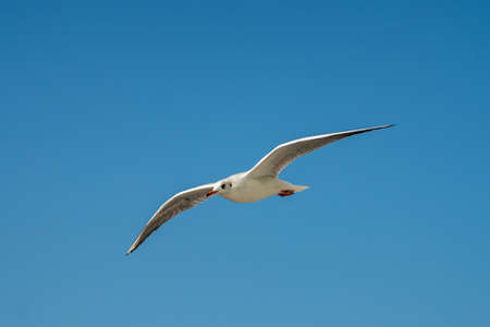 closeup of a seagull at Barcelona waterfront, catalonia, spainの写真素材