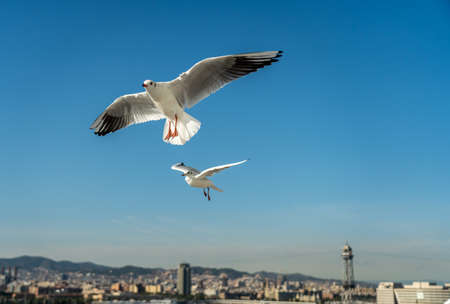 closeup of a seagull at Barcelona waterfront, catalonia, spainの写真素材