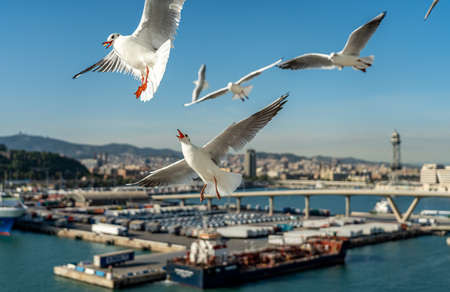closeup of several seagulls looking for food at Barcelona waterfront, spainの写真素材