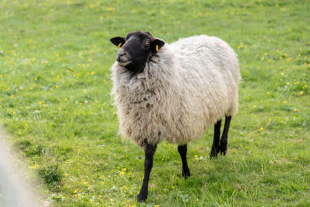 some sheep on green meadow in springtime, frankfurtの写真素材