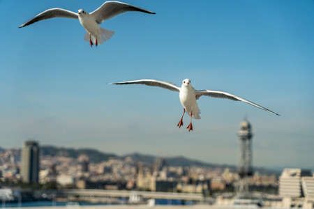 closeup of a seagull at Barcelona waterfront, catalonia, spainの写真素材
