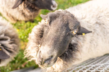 some sheep on green meadow in springtime, frankfurtの写真素材