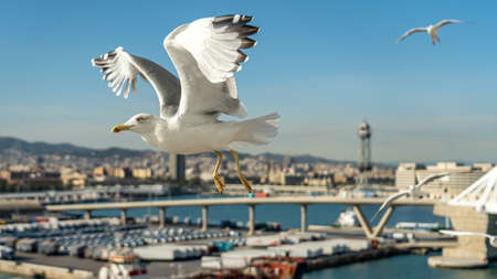 closeup of a seagull at Barcelona waterfront, catalonia, spainの写真素材
