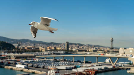 closeup of a seagull at Barcelona waterfront, catalonia, spainの写真素材