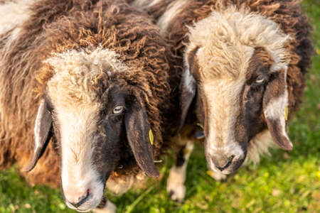 some sheep on green meadow in springtime, frankfurtの写真素材