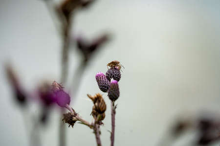 a red bug resting on a purple flower in summertime at the isar river, germanyの写真素材