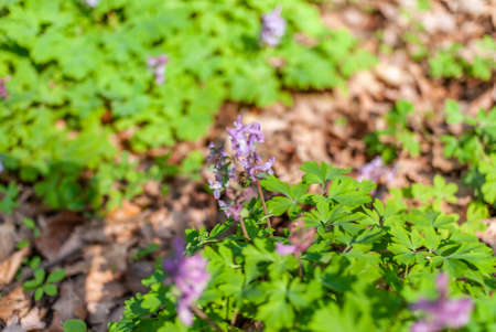 close up of corydalis flower woodland forest, frankfurt, germanyの写真素材
