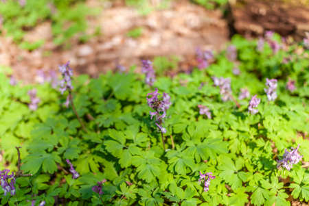 close up of corydalis flower woodland forest, frankfurt, germanyの写真素材