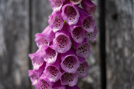 closeup of a foxglove flower in summertime in the nature preservation area of the lueneburger heide, germanyの写真素材
