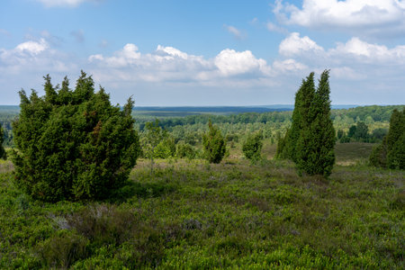 beautiful hillside landscape in the nature preservation area of the lueneburger heide, germanyの写真素材
