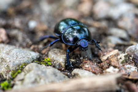 macro wood dung beetle anoplotrupes stercorosus on the ground, germanyの写真素材