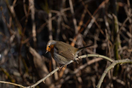 Watchful Robin Close up with Copy Spaceの写真素材