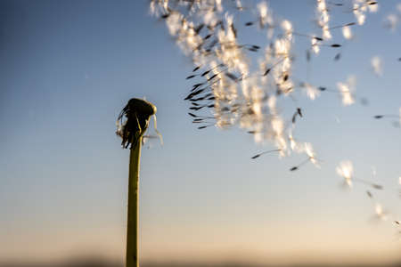 Flight of the seeds of a dandelion in the windの写真素材