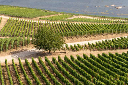 Beautiful hillside vineyards along the Rhine River near ruedesheim and the Niederwald monument in Germanyの写真素材