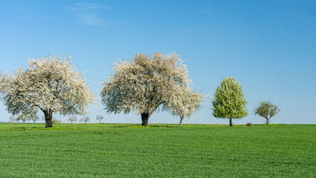 flowering apple trees during apple blossom in spring, frankfurt, germanyの写真素材