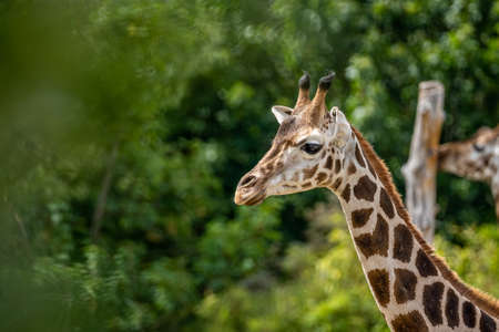 beautiful headshot of a giraffe in front of a green background, germanyの写真素材