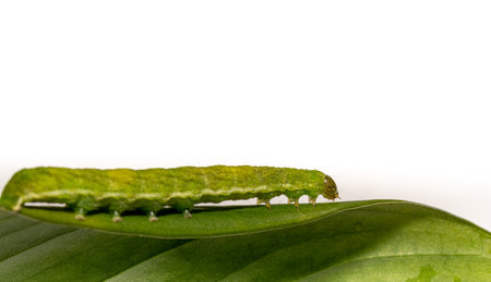 close up of Angle Shades caterpillar on a green leaf on a white backgroundの写真素材