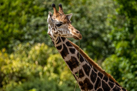 beautiful headshot of a giraffe in front of a green background, germanyの写真素材