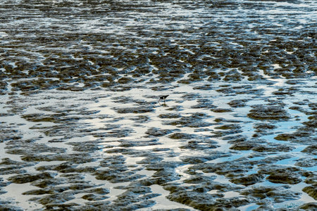 View on the wadden sea of the north sea at low tide and a oystercatcher bird searching for food Germanyの写真素材