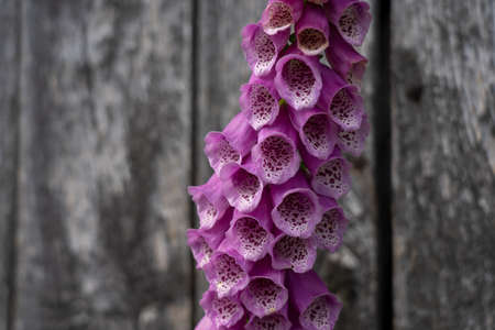closeup of a foxglove flower in summertime in the nature preservation area of the lueneburger heide, germanyの写真素材