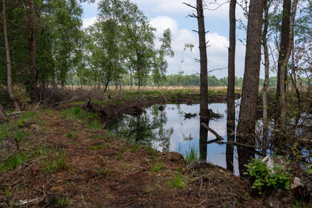 moorlands in Lueneburg Heath with cottongrass, tussock cottongrass or sheathed cottongrass, birch treesの写真素材