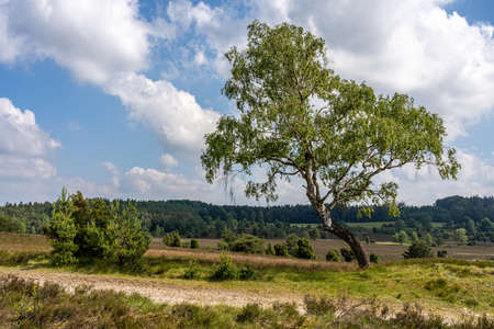 beautiful hillside landscape in the nature preservation area of the lueneburger heide, germanyの写真素材