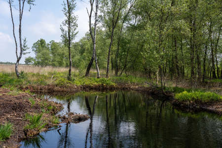 moorlands in Lueneburg Heath with cottongrass, tussock cottongrass or sheathed cottongrass, birch treesの写真素材