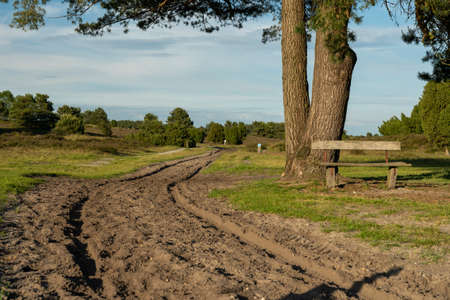 Birch trees with emerging foliage in summer time in lueneburger heide landscape, germanyの写真素材