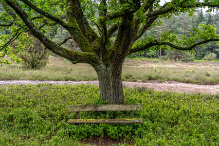 beautiful hillside landscape in the nature preservation area of the lueneburger heide, germanyの写真素材