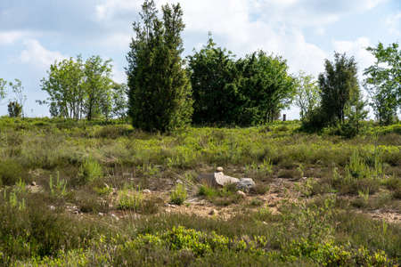 beautiful hillside landscape in the nature preservation area of the lueneburger heide, germanyの写真素材