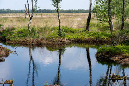 moorlands in Lueneburg Heath with cottongrass, tussock cottongrass or sheathed cottongrass, birch treesの写真素材