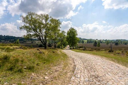 beautiful hillside landscape in the nature preservation area of the lueneburger heide, germanyの写真素材