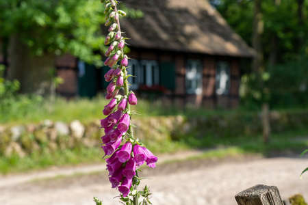 closeup of a foxglove flower in summertime in the nature preservation area of the lueneburger heide, germanyの写真素材