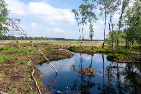 moorlands in Lueneburg Heath with cottongrass, tussock cottongrass or sheathed cottongrass, birch treesの写真素材