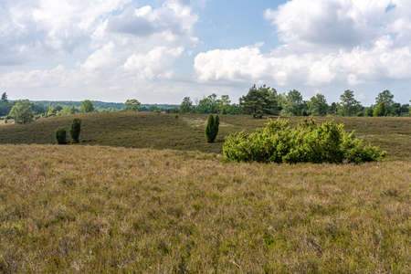 beautiful hillside landscape in the nature preservation area of the lueneburger heide, germanyの写真素材