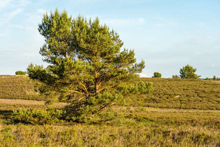 beautiful hillside landscape in the nature preservation area of the lueneburger heide, germanyの写真素材