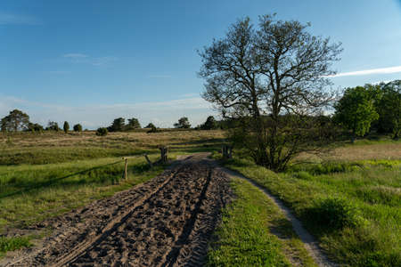 Birch trees with emerging foliage in summer time in lueneburger heide landscape, germanyの写真素材
