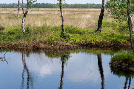 moorlands in Lueneburg Heath with cottongrass, tussock cottongrass or sheathed cottongrass, birch treesの写真素材