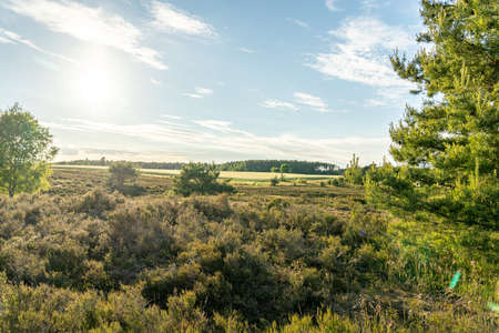 beautiful hillside landscape in the nature preservation area of the lueneburger heide, germanyの写真素材