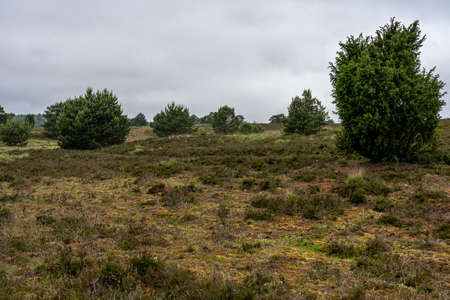 beautiful hillside landscape in the nature preservation area of the lueneburger heide, germanyの写真素材