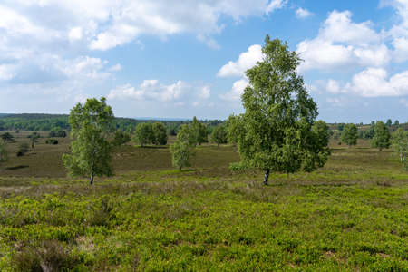 beautiful hillside landscape in the nature preservation area of the lueneburger heide, germanyの写真素材