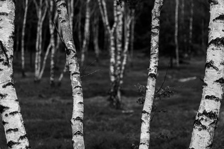 Birch trees with emerging foliage in summer time in lueneburger heide landscape, germanyの写真素材
