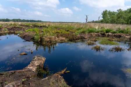 moorlands in Lueneburg Heath with cottongrass, tussock cottongrass or sheathed cottongrass, birch treesの写真素材